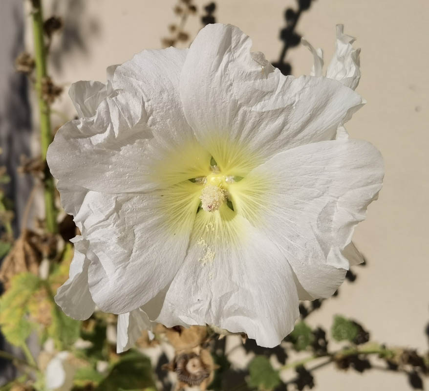 Alcea rosea